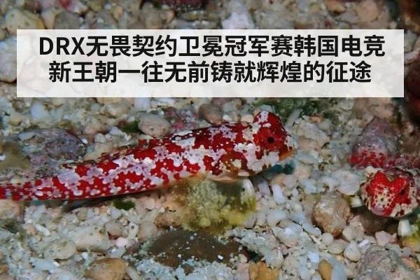 DRX无畏契约卫冕冠军赛韩国电竞新王朝一往无前铸就辉煌的征途
